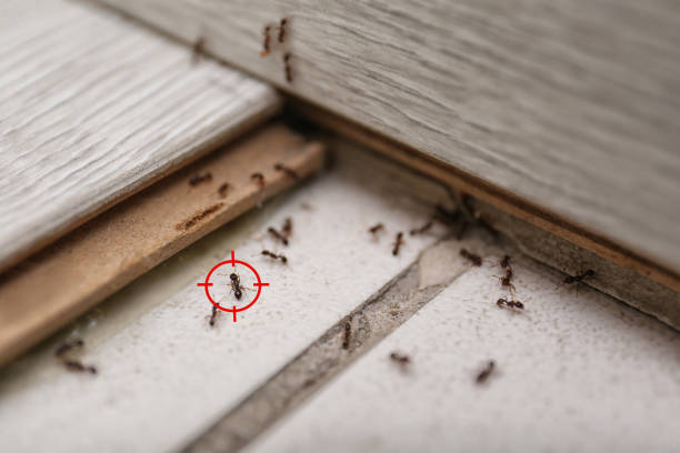 Best Local Pest Control Services  in Fairplains, NC