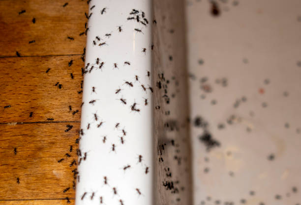 Best Flea Control Services  in Fairplains, NC